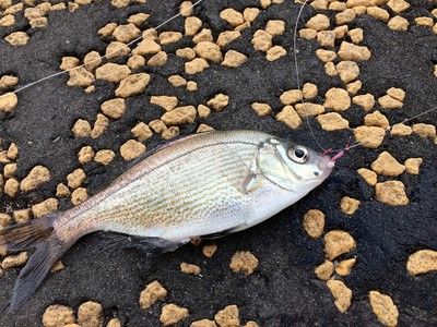 大ちゃんの釣りに行こうが面白い お魚をおいしく