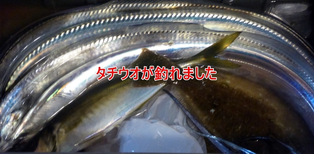 釣ってみる お魚をおいしく